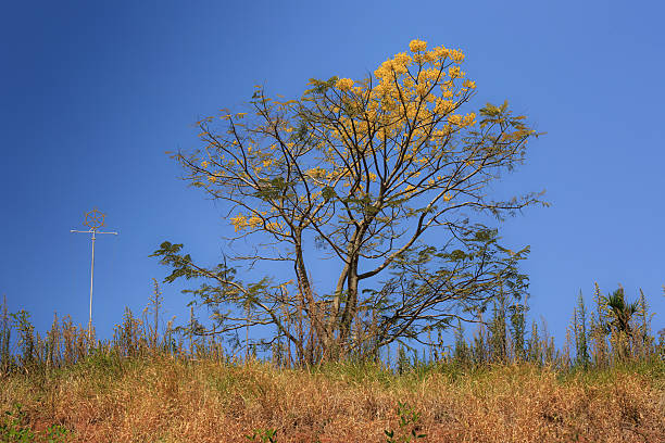 istock Dry tree on blue sky yellow flower 467483160