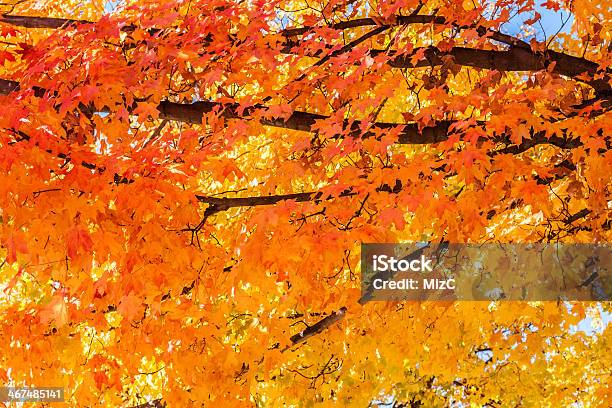 Full Branches Of A Maple Tree In Autumn In Tones Of Orange Stock Photo - Download Image Now