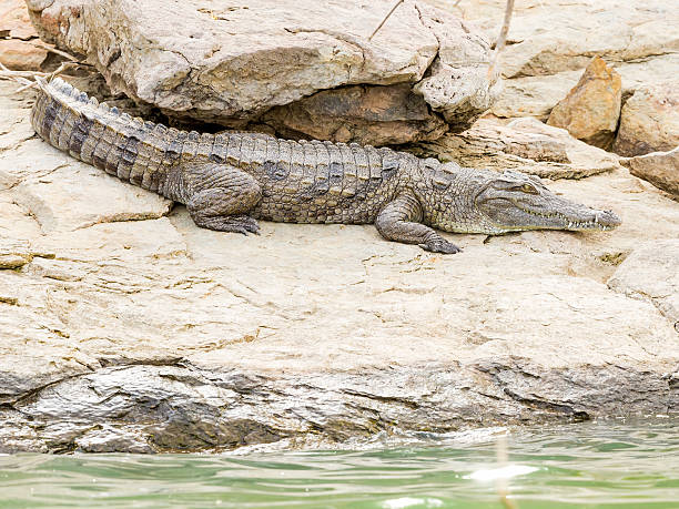 istock Special Baringo Lake Small Crocodile 467489076