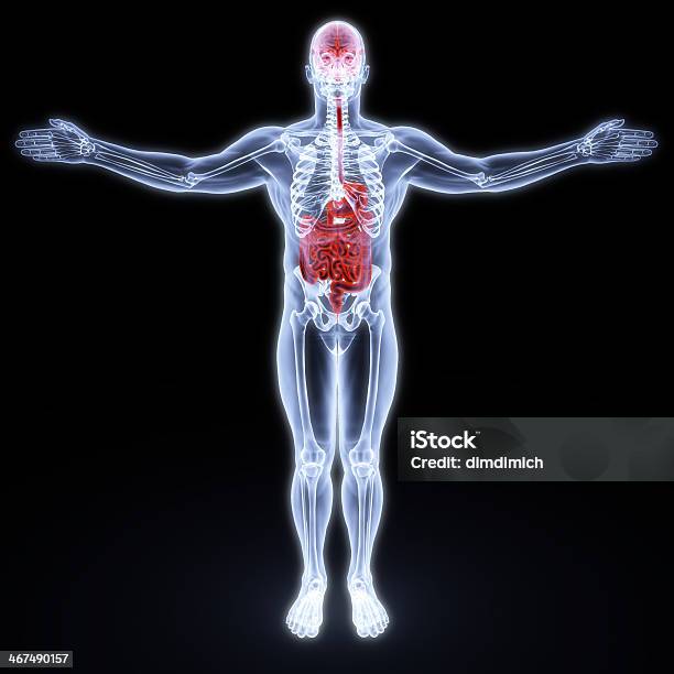 Human Stock Photo - Download Image Now - Anatomy, Biomedical Illustration, Colon