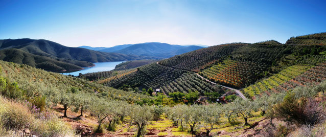 Plantation fields and lake near the village of La Pesga, Extremadura, Spain
