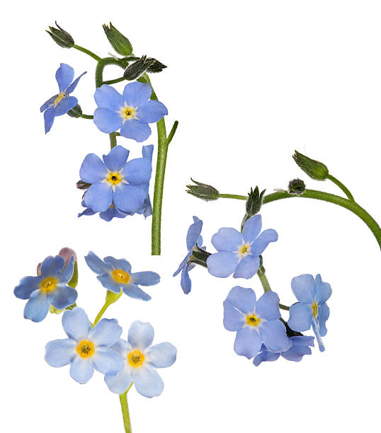 istock light blue forget-me-not flowers collection on white 467491914