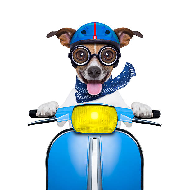 Crazy Speed Dog Stock Photo - Download Image Now - Motorcycle, Cycling,  Jack Russell Terrier - iStock