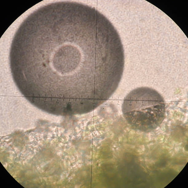共通の亜麻（linum usitatissimum )のステム、断面ます。 - arabidopsis thaliana ストックフォトと画像