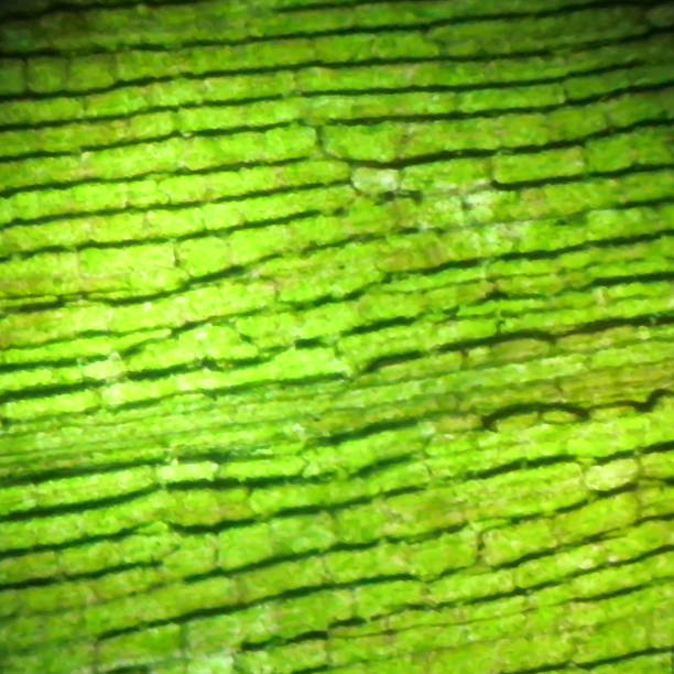view of chloroplasts と細胞 under the microscope - arabidopsis thaliana ストックフォトと画像