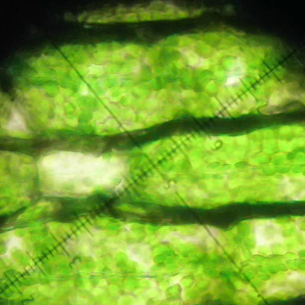 view of chloroplasts と細胞 under the microscope - arabidopsis thaliana ストックフォトと画像