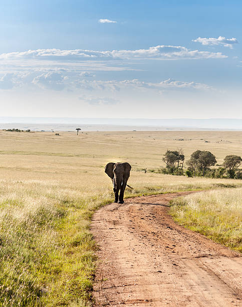 elefante a andar na savanna - africa south africa african culture plain imagens e fotografias de stock