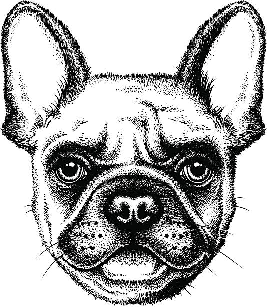 French Bulldog face vector art illustration