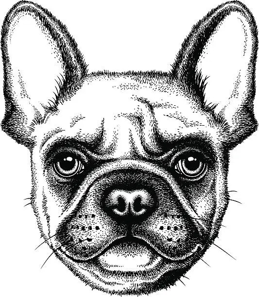 Vector illustration of French Bulldog face