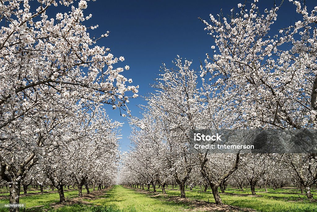 Almond Trees in Bloom Almond trees blooming in orchard against blue, Spring sky. Almond Tree Stock Photo