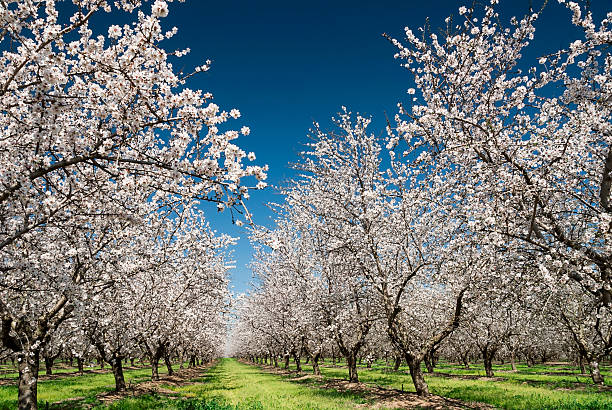 Almond Trees in Bloom Almond trees blooming in orchard against blue, Spring sky. orchard photos stock pictures, royalty-free photos & images
