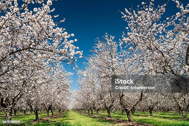 Almond Trees In Bloom Stock Photo - Download Image Now - Almond Tree, Orchard, Blossom