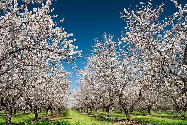 Almond trees blooming in orchard against blue, Spring sky.