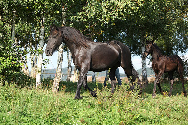 istock Mare with foal running in autumn 467500115