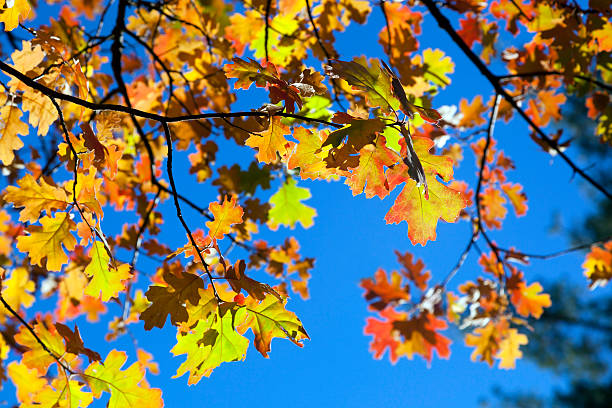 istock Detail of Fall Oak Leaves 467500657