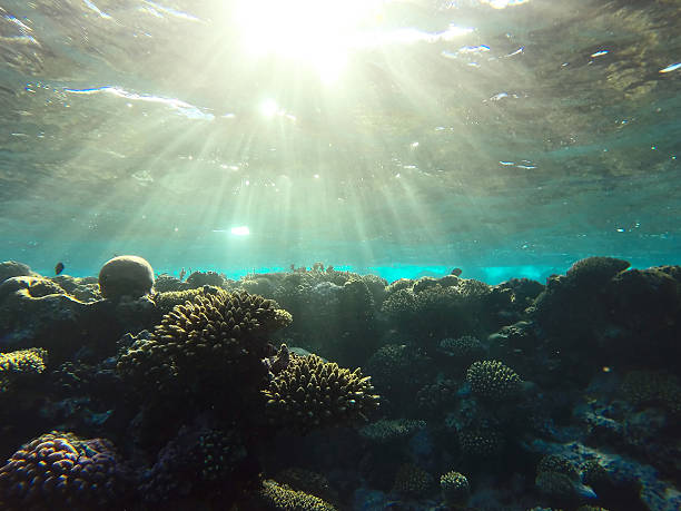 istock red sea underwater coral reef 467500850