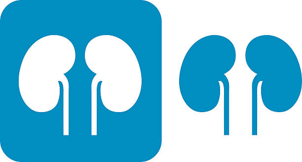 Blue Kidneys  Icons Vector illustration of two blue kidneys icons. One is white on a blue square with rounded corners and one is blue on a white background. human kidney stock illustrations