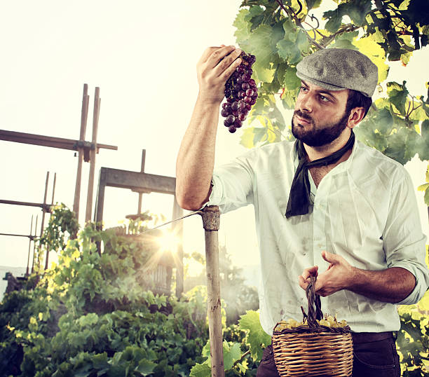 istock Farmer in the vineyard 467505885