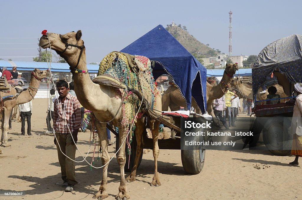 tribal nomad cameleer na bydła Targi wakacje w Pushkar - Zbiór zdjęć royalty-free (Azja)