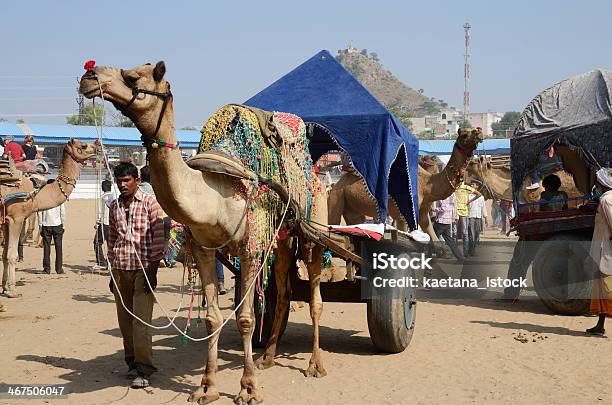 Foto de Tribal Nomad Cameleer No Gado Férias Na Feira Pushkar e mais fotos de stock de Aldeia