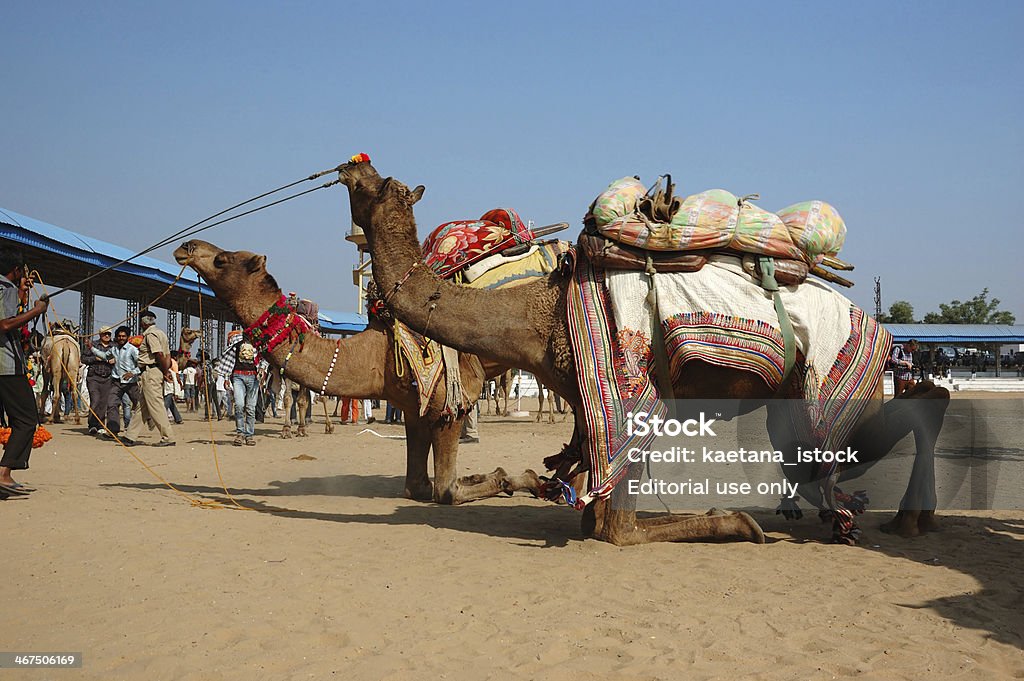 Tribal nomad camels prendre part à la concurrence au festival de bétail - Photo de Agenouillé libre de droits