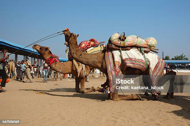 Foto de Tribal Nomad Camelos Participar Na Concorrência No Gado Festival e mais fotos de stock de Ajoelhar