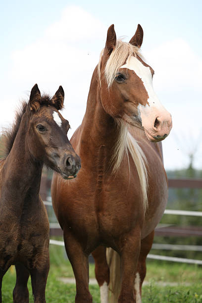 istock Brown mare with long mane standing next to the foal 467506885