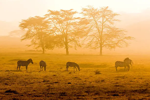 Zebras at Lake nakuru