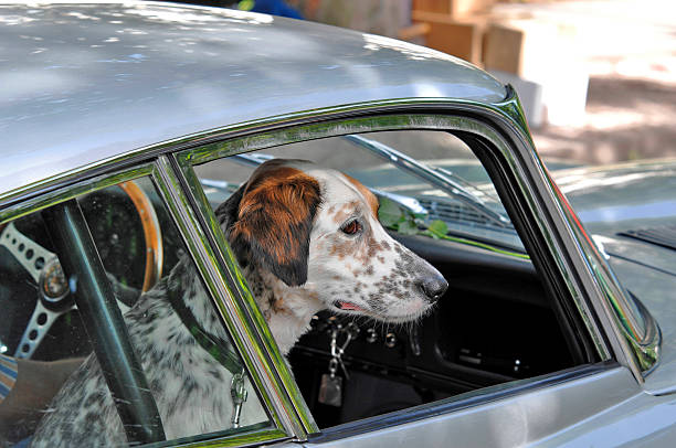 istock Passenger in a vintage car 467507555