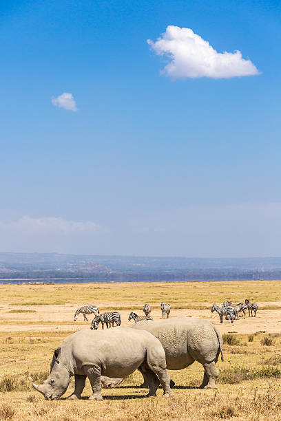istock White Rhinos and Zebras with cloud 467507612