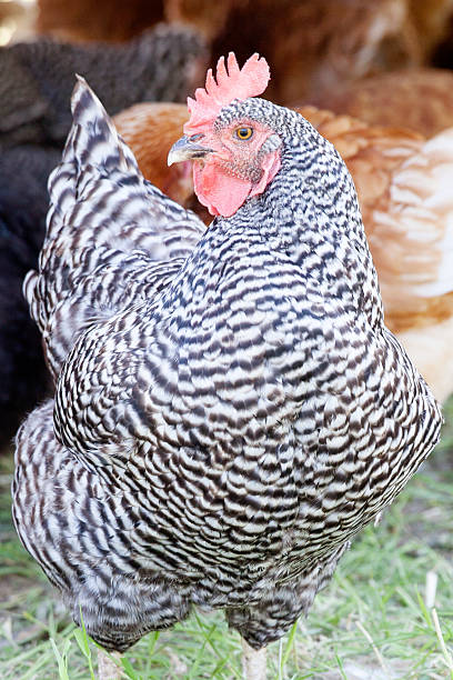 istock black and white chicken portrait 467507870