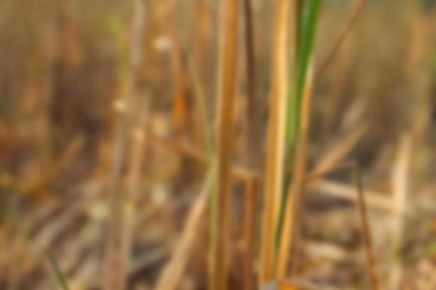 blurry defocused image of rice paddy field after harvesting in rural thailand