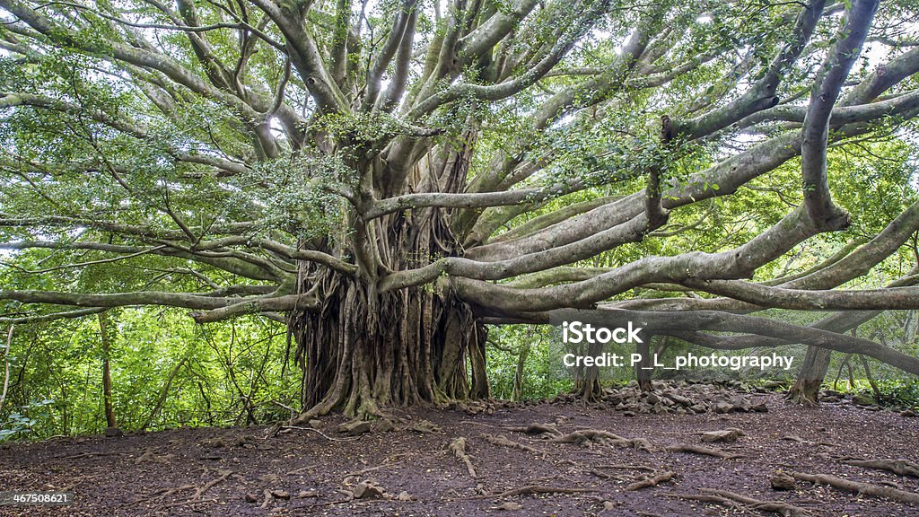 Banyan tree of life - Foto de stock de Banian royalty-free