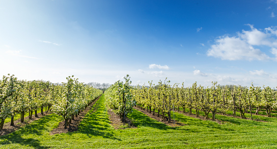 Apple Trees In blossom in  Orchard under a blue sky in spring time