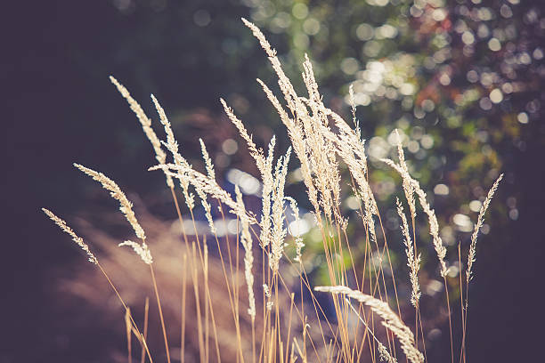 istock Ornamental grass tops in sunshine with bokeh background 467509068