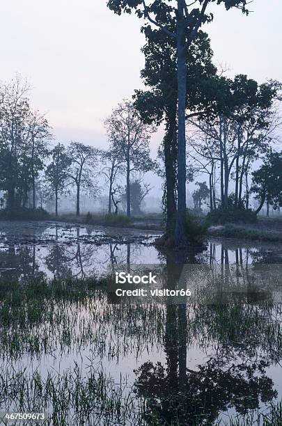 En El Bosque De Niebla Foto de stock y más banco de imágenes de Abedul - Abedul, Agua, Aire libre