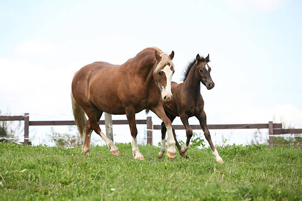 Beautiful mare with foal running Beautiful mare with foal running on pasturage welsh pony foal stock pictures, royalty-free photos & images