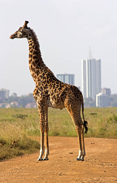 istock Giraffe against city skyline 467510301