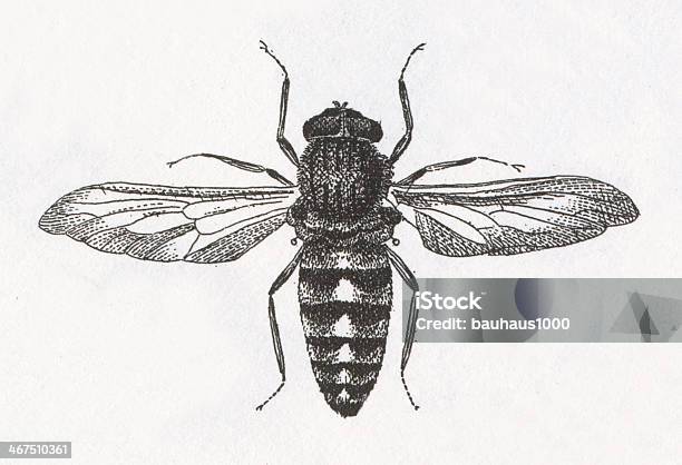 Horse Flygravur Stock Vektor Art und mehr Bilder von Pferdebremse - Pferdebremse, Diagramm, Insekt