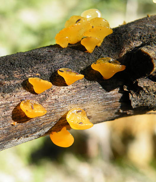 istock Golden Bells Fungi 467511612