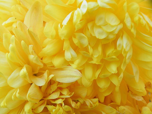 istock Closeup of Chrysanthemum 467512158