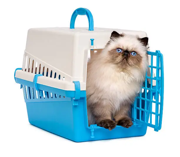 Photo of Cute persian colourpoint kitten looking out from a pet crate