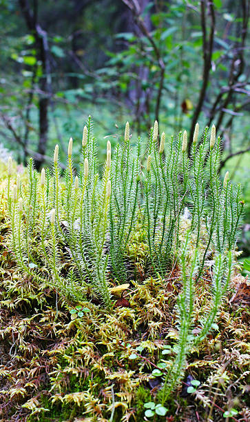 istock group of plants moss(Lycopodium), closeup 467513054
