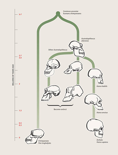 ludzkiej ewolucji (skulls) - animal skull animal bone anatomy animal stock illustrations