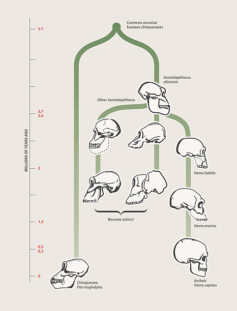 эволюция человека (черепа) - animal skull animal bone anatomy animal stock illustrations