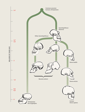 Human evolution (skulls)