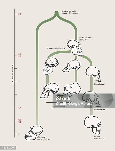 Human Evolution Stock Illustration - Download Image Now - Charles Darwin - Naturalist, Evolution, Australopithecus