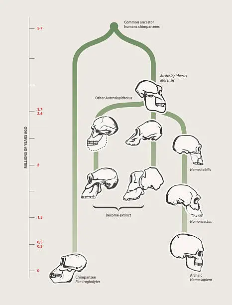 Vector illustration of Human evolution (skulls)