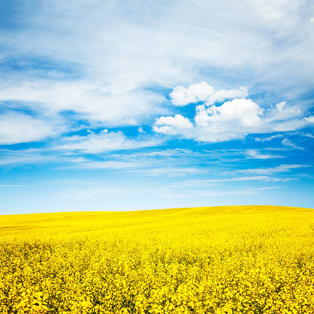 istock Summer Landscape with Rape Field and Blue Sky 467513476