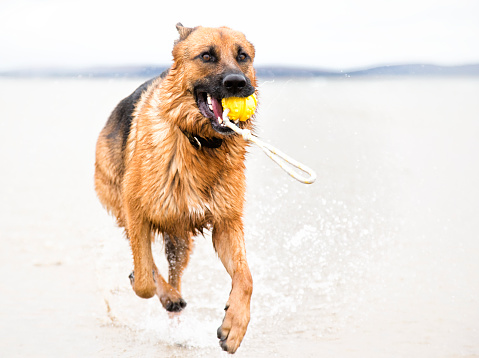sandy beach with dog running in sea towards camera